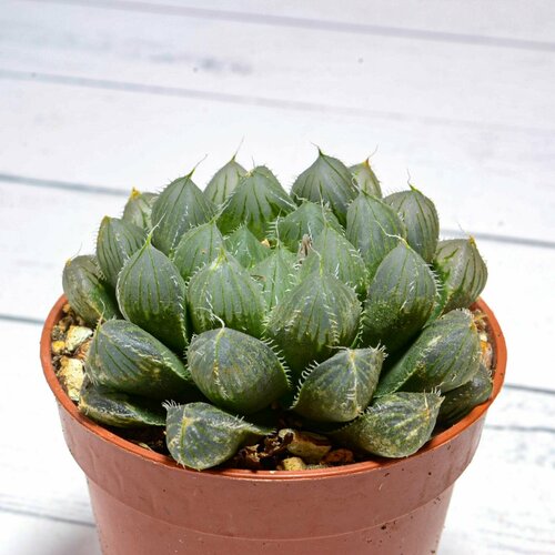 Суккулент Haworthia Cooperi Pilifera (Хавортия). Диаметр горшка 5 см. Субстрат Succuterra Classic и фирменный горшочек в комплекте.