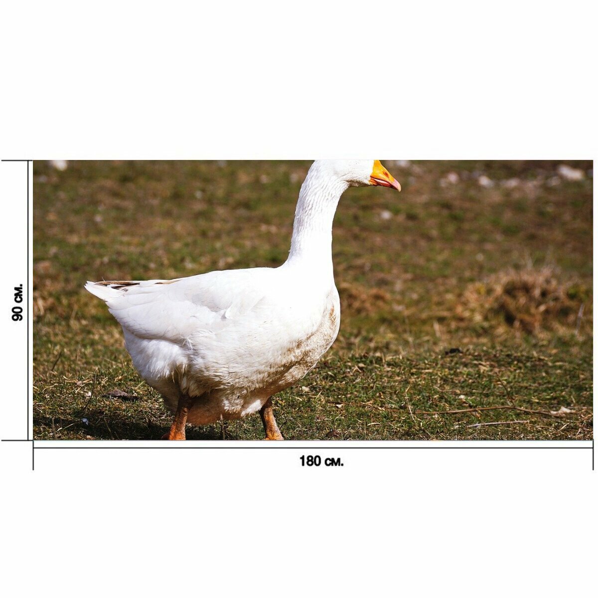 Большой постер "Гусь, белый, птица" 180 x 90 см. для интерьера