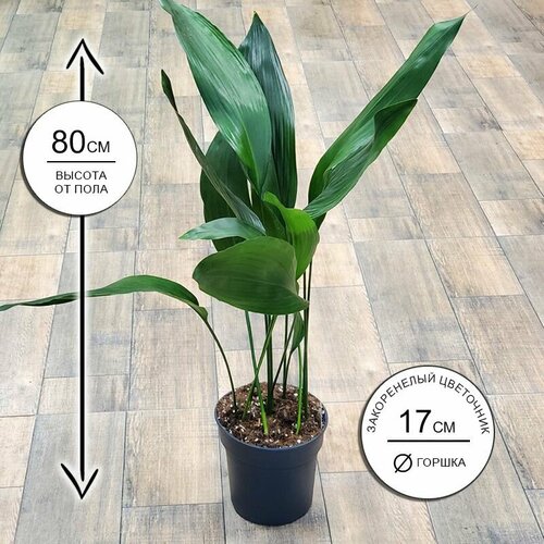 Аспидистра Элатиор 17*80, живое комнатное растение в горшке