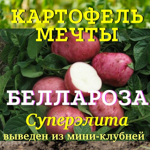 Картофель семенной беллароза клубни 10 кг семенной картофель мини клубни здравень из лаборатории 10 шт