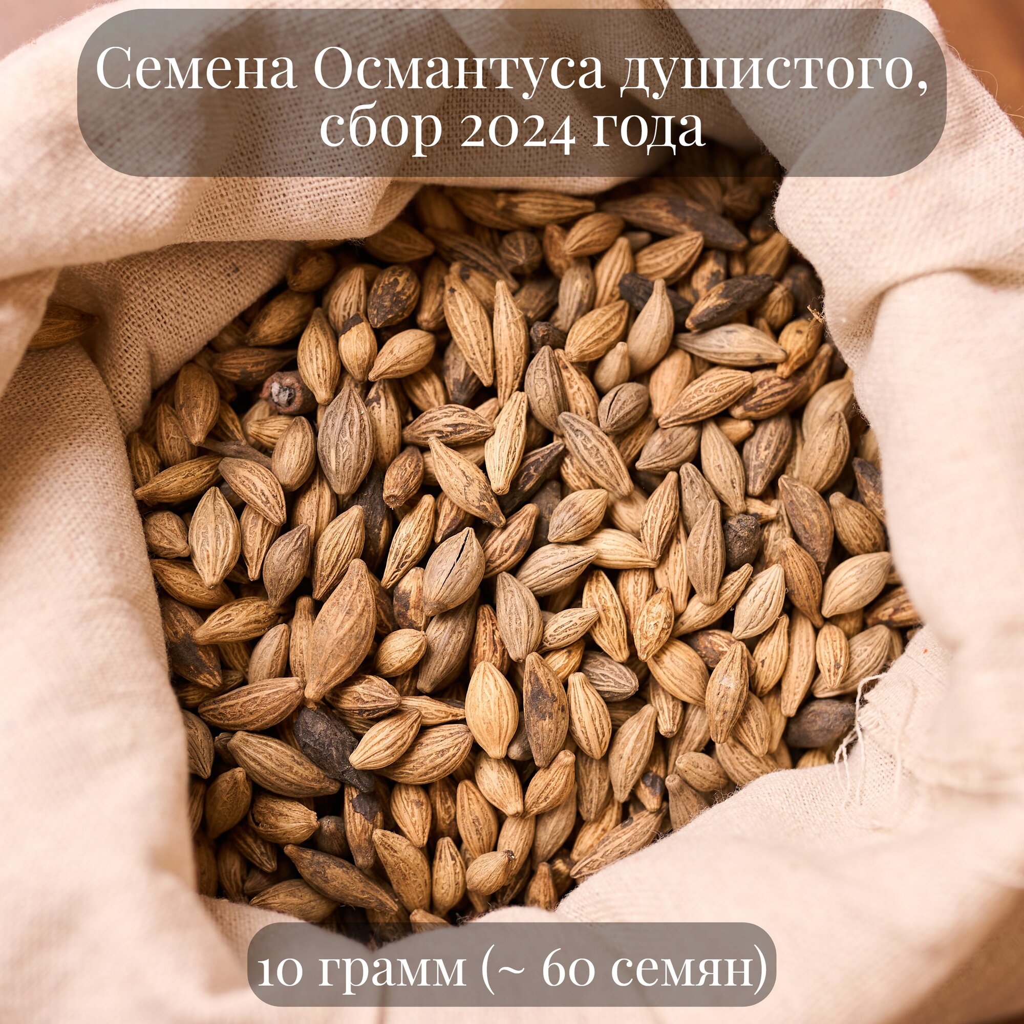 Семена Османтуса душистого желтого, 10 грамм (примерно 60 шт)