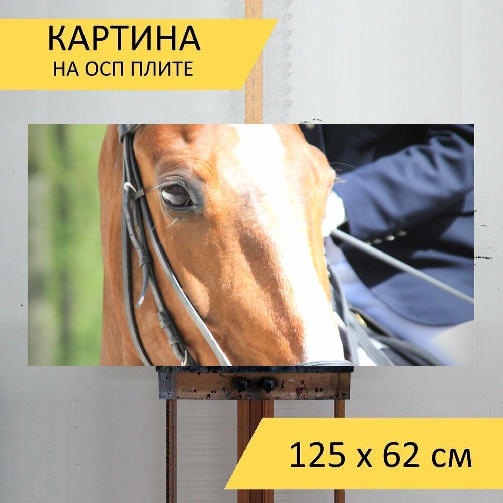 Картина на ОСП "Лошадиная голова, уздечка, езда на лошади" 125x62 см. для интерьера на стену