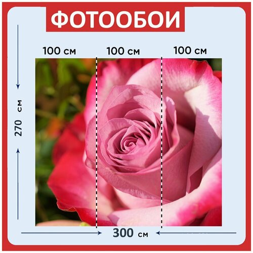 Фотообои Роза цветок розовый 300x270 см флизелиновыена стену 3950₽