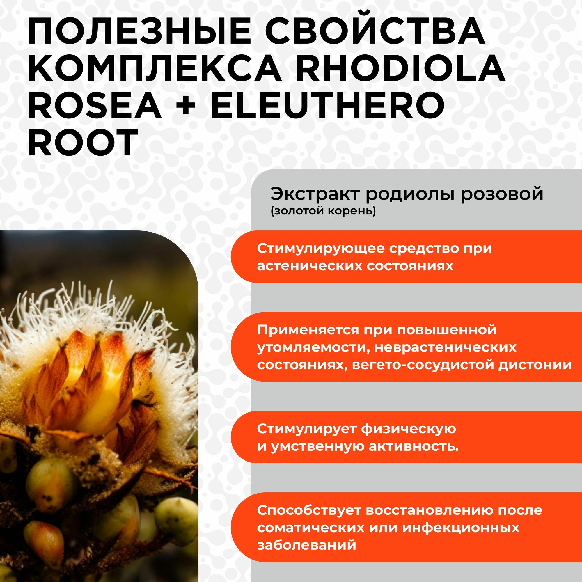 Картинки Родиола розовая с элеутерококком 790 мг, PROTEIN.COMPANY от стресса, успокоительное для взрослых, 60 капсул