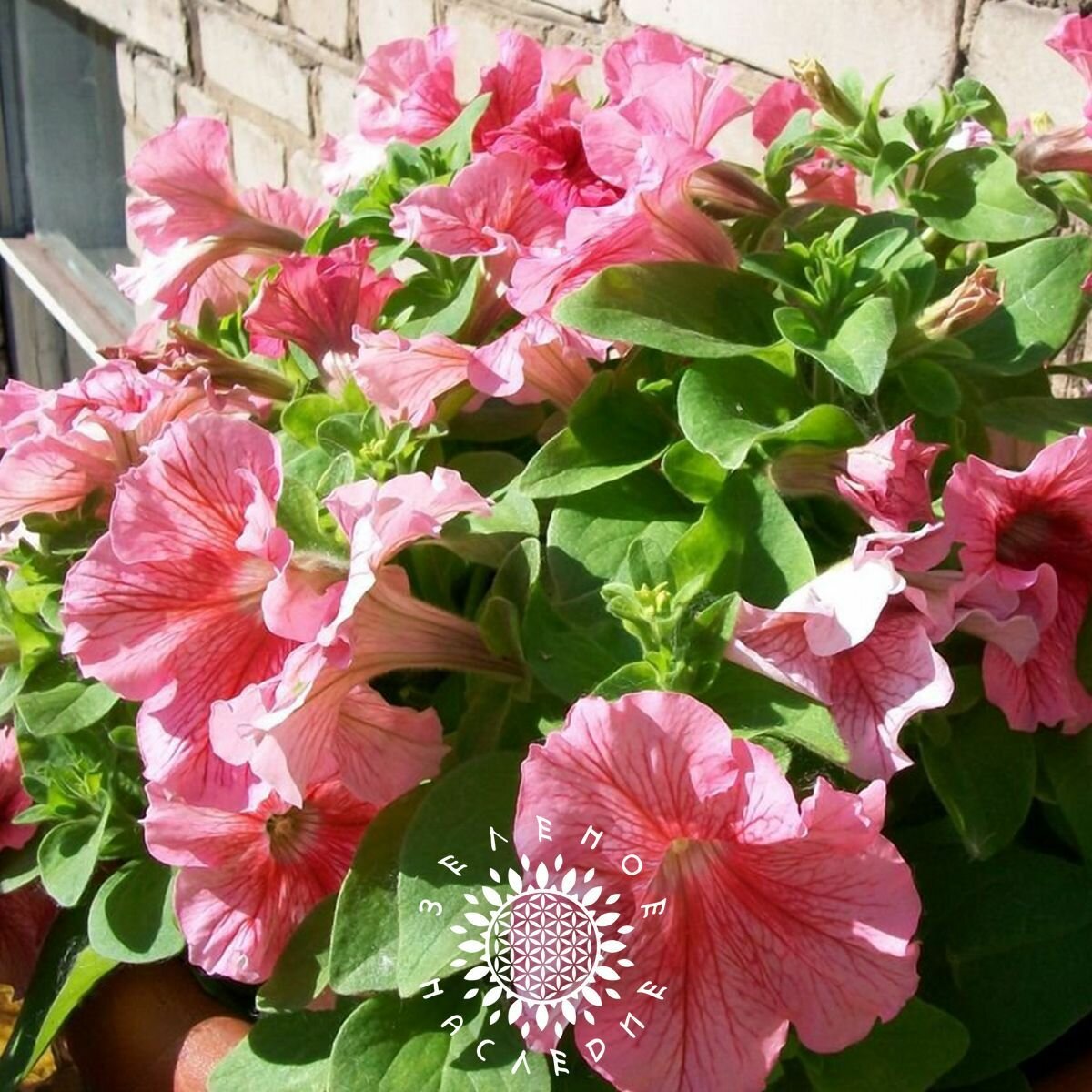 Семена Петуния многоцветковая- микс 5 цветов (лат. Petunia hybrida multiflora) 30 шт