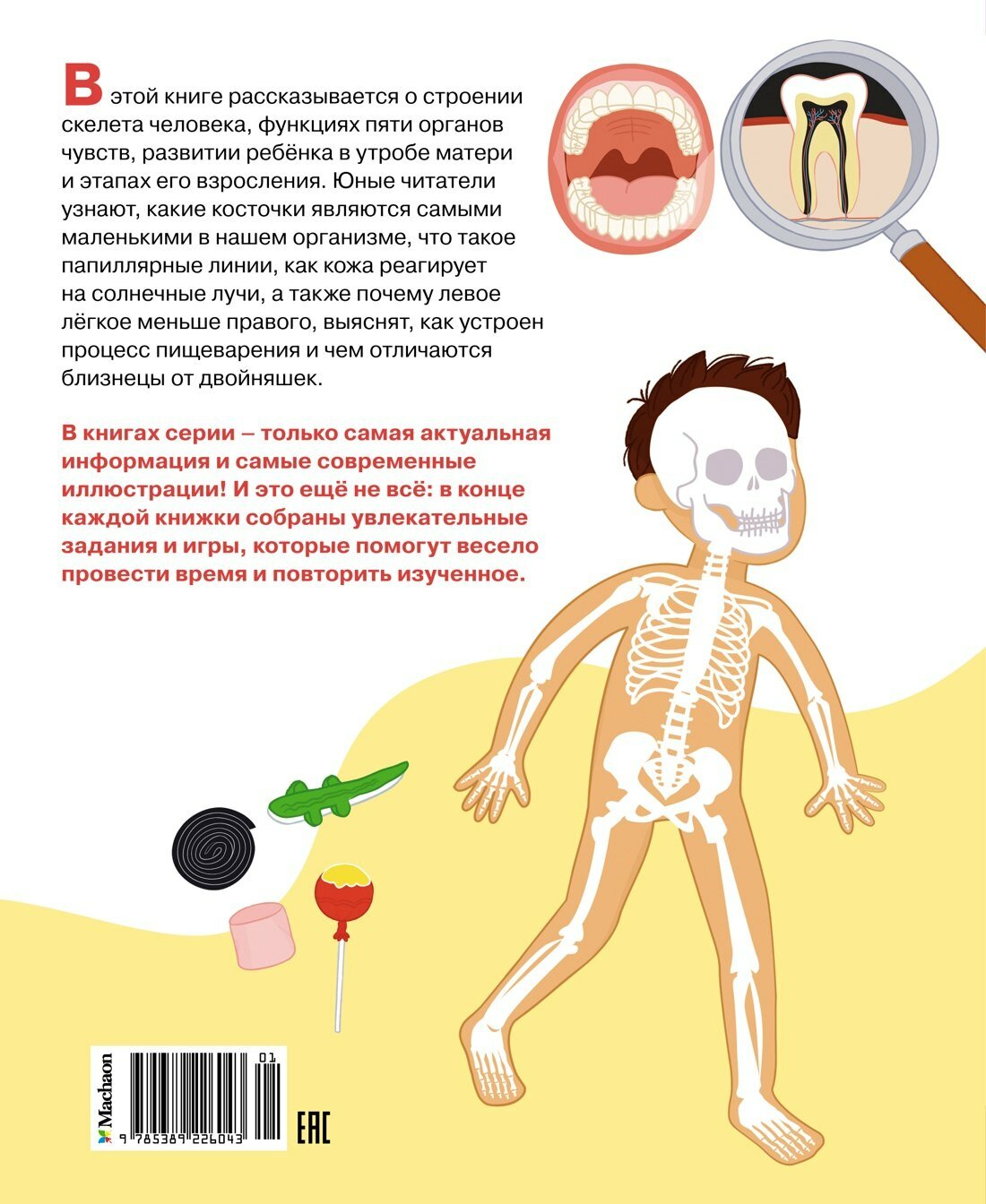 Как устроено тело человека — фото 1