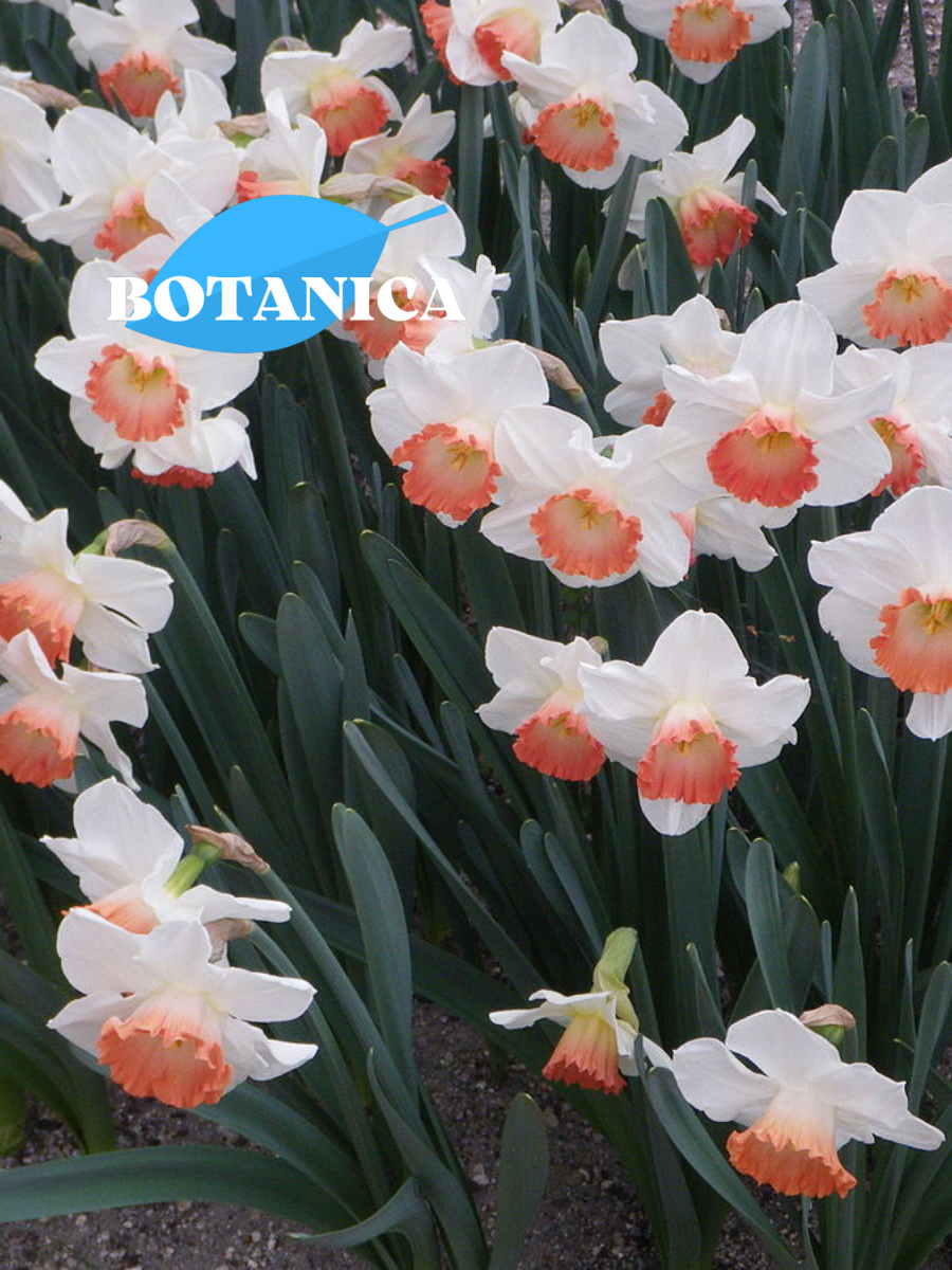 Луковицы цветов botanica garden Нарцисс Пинк Шарм (5 штук)