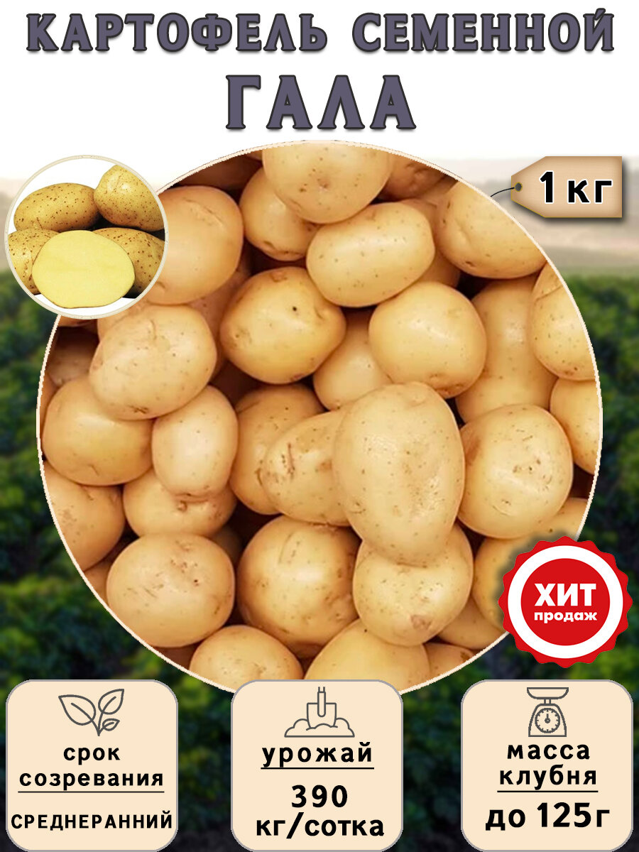 Клубни картофеля на посадку Гала (суперэлита) 1 кг Среднеранний - фотография № 1