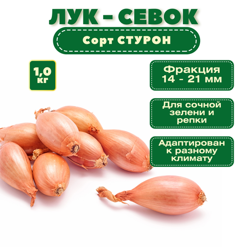Лук севок Стурон (1 кг): пригодный для длительного хранения, обладает выраженным приятным вкусом, отлично хранится семена лук севок стурон 1 кг