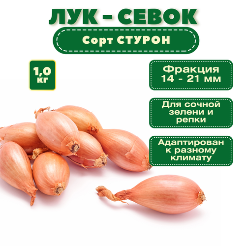 лук севок стурон 1 кг Лук севок Стурон (1 кг): пригодный для длительного хранения, обладает выраженным приятным вкусом, отлично хранится