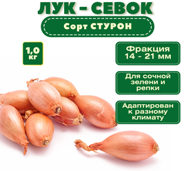 Лук севок "Стурон" (1 кг): пригодный для длительного хранения, обладает выраженным приятным вкусом, отлично хранится