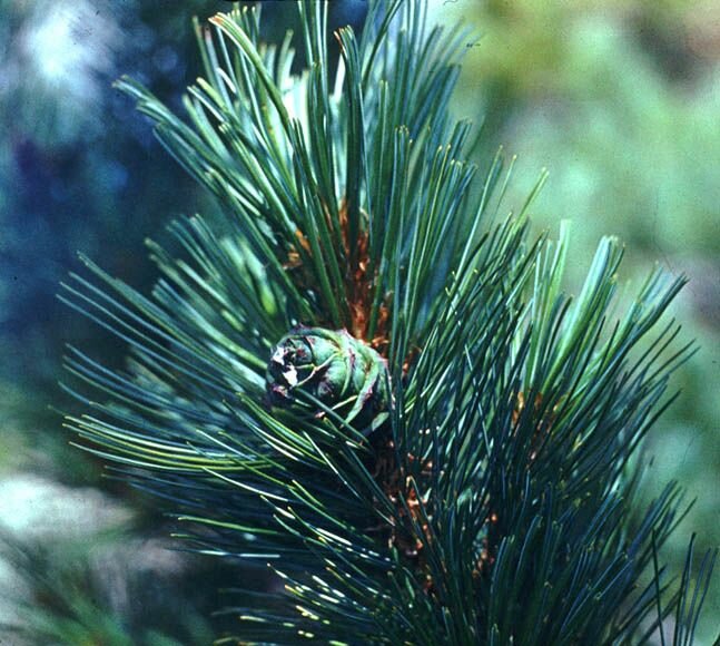 Кедровый стланник (лат. Dwarf cedar) семена 22 шт + подарочек