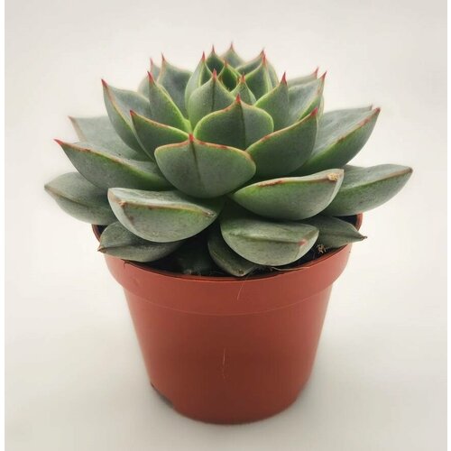 Эхеверия Багряная Микс Суккулент D-5 H-8 750₽