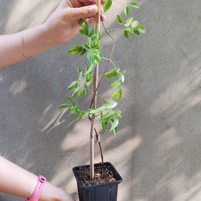 Саженцы Клематис Мульти Блю (Belgium Plants Van. (Бельгия)), 1 саженец в горшке 5-10 см