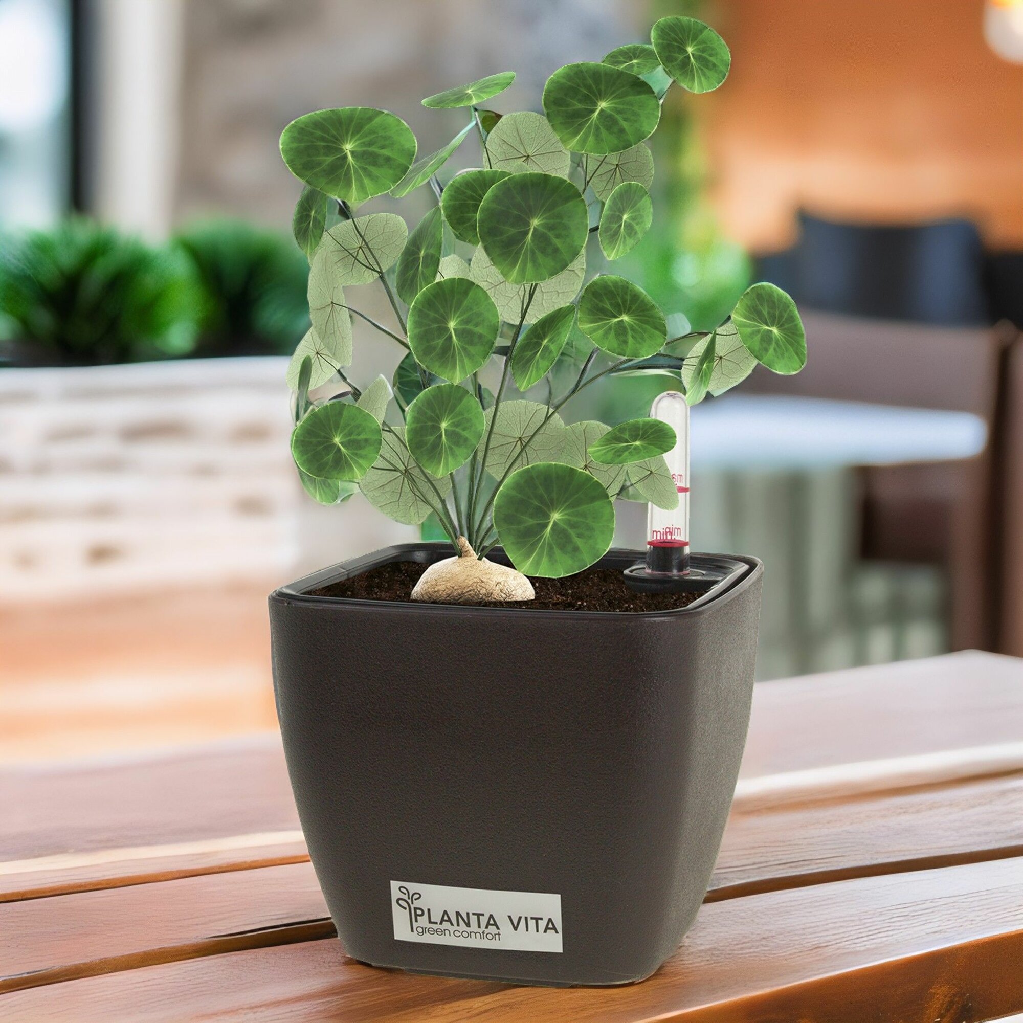 фото Кашпо PLANTA VITA "Square Matt espresso" с автополивом (пластик), 13х13хH11 см