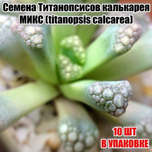 Семена Титанопсисов калькарея микс (titanopsis calcarea) 10шт