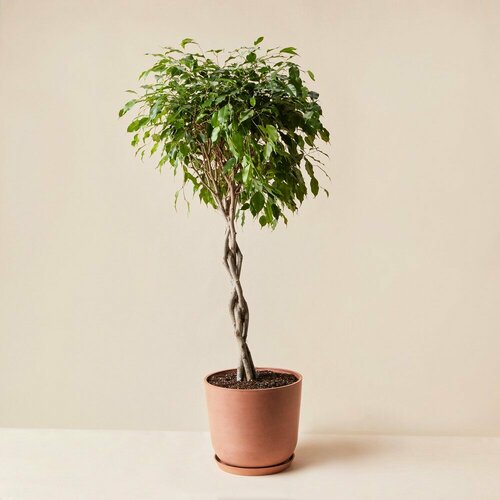 Комнатные растения в горшках Roots Flowers Фикус Бенджамина d30