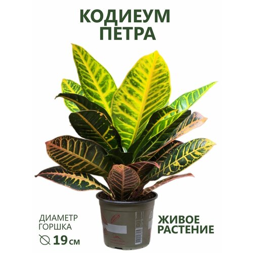 Кротон (кодиеум) Петра, D-19, H-45