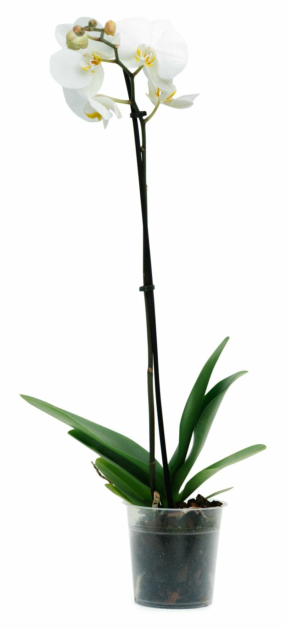Растение Фаленопсис 1ст Микс D12 H60