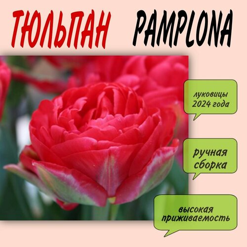 Луковицы тюльпана, сорт Pamplona, 10 шт