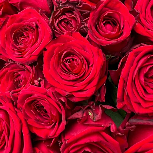 фото Живые цветы букет красных роз 71 шт. 50 см, сорт "ред наоми" rurose