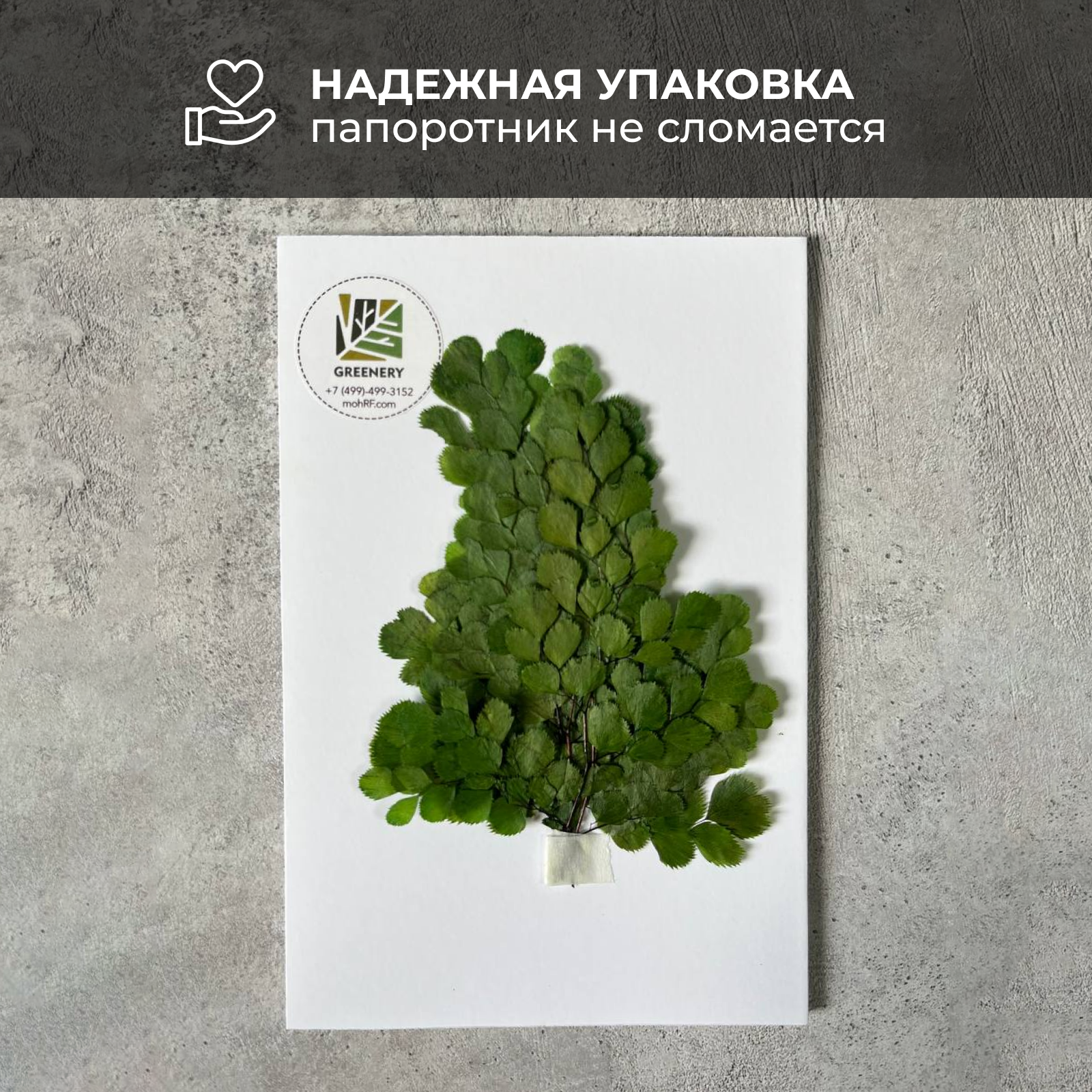 Greenery Moss / Стабилизированный Папоротник Люти для хобби и творчества - сухоцветы для свечей, эпоксидной смолы 10 шт — фото 1