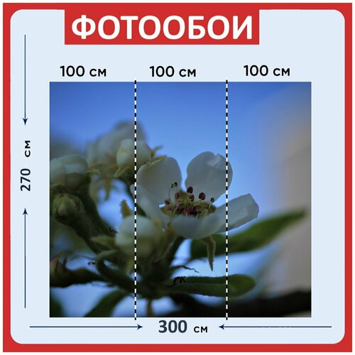Фотообои Цвести белый дерево 300x270 см флизелиновыена стену 3980₽