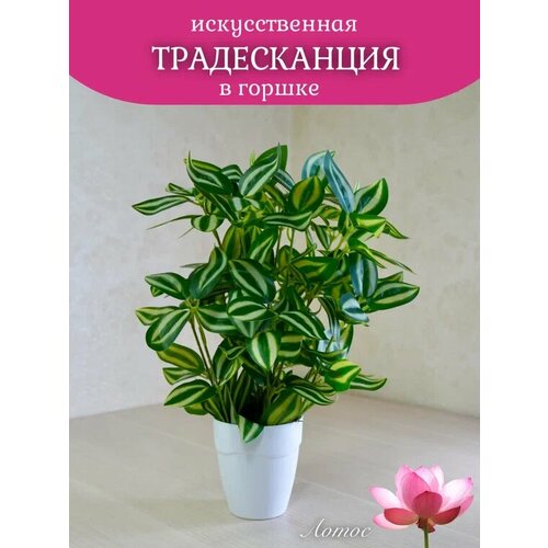 Традесканция в горшке зеленая от бренда Лотос 600₽