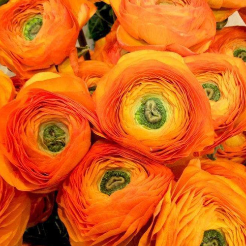 Лютик Садовый Ранункулюс Оранжевый 10 шт 465₽