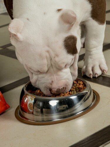 Изображение товара Миска для собак Japan Premium Pet неопрокидываемая утяжелённая анатомическая с прорезиненным дном, размер M