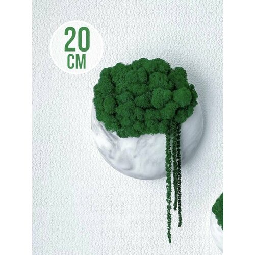 Настенное кашпо со мхом 2100₽