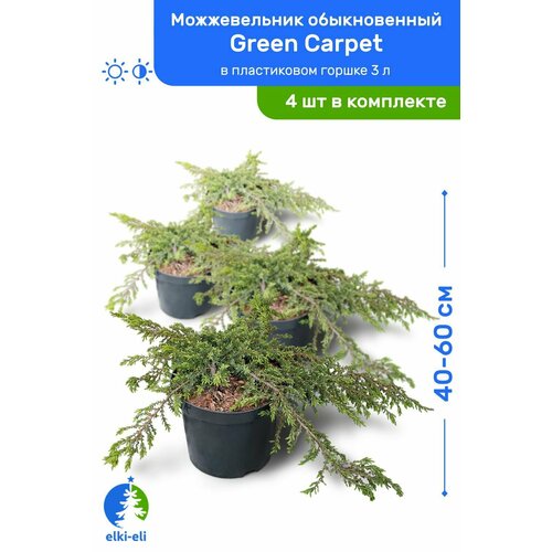 Можжевельник обыкновенный Green Carpet (Грин Карпет) 40-60 см в пластиковом горшке 3 л, саженец, хвойное живое растение, комплект из 4 шт можжевельник обыкновенный green carpet грин карпет 40 60 см в пластиковом горшке 3 л саженец хвойное живое растение