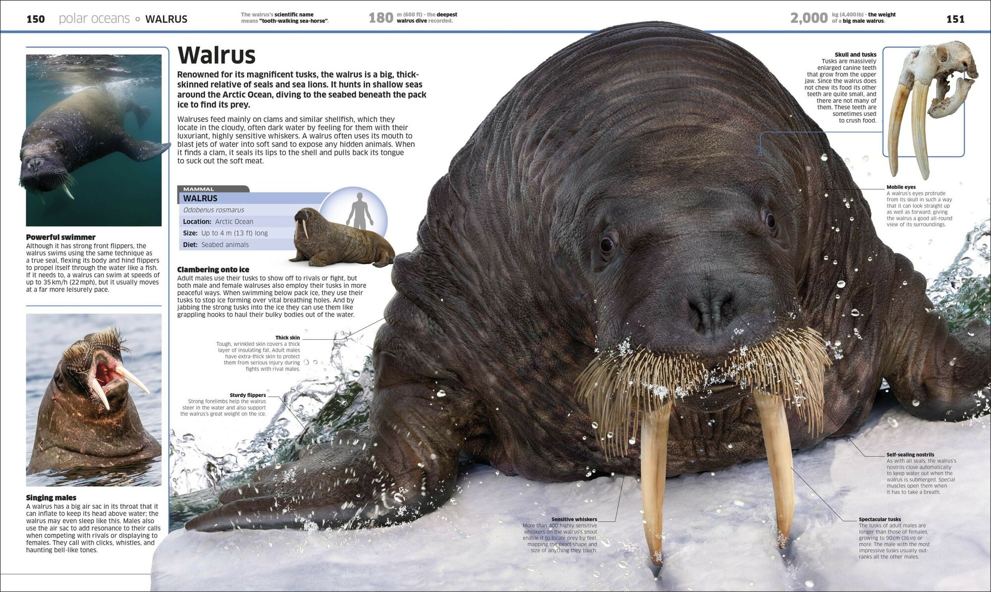 Knowledge Encyclopedia Ocean (без автора) - фото №5