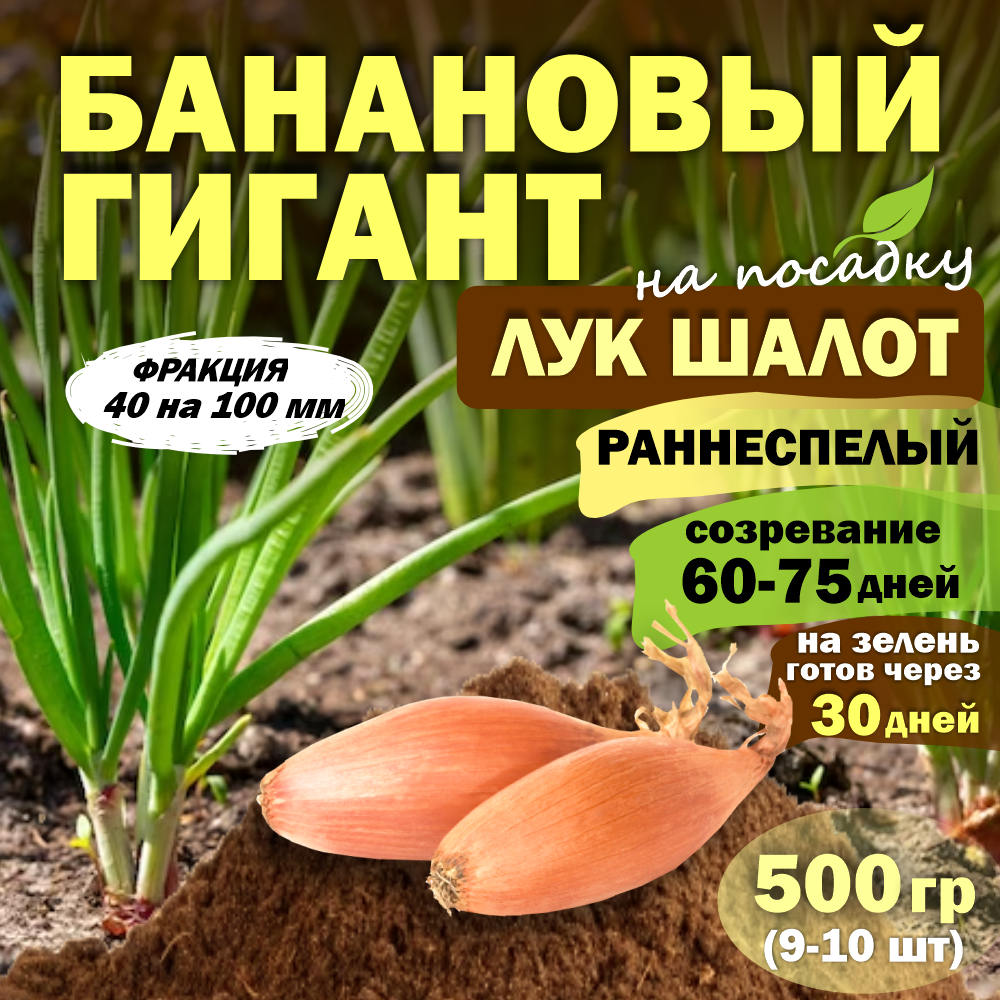 Лук севок шалот Банановый гигант (луковицы на посадку) 500 гр