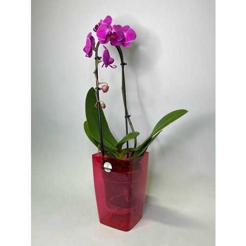 Кашпо для орхидей Сильвия 1,8л; 18 х 12,5 х 12,5 см, малиновый