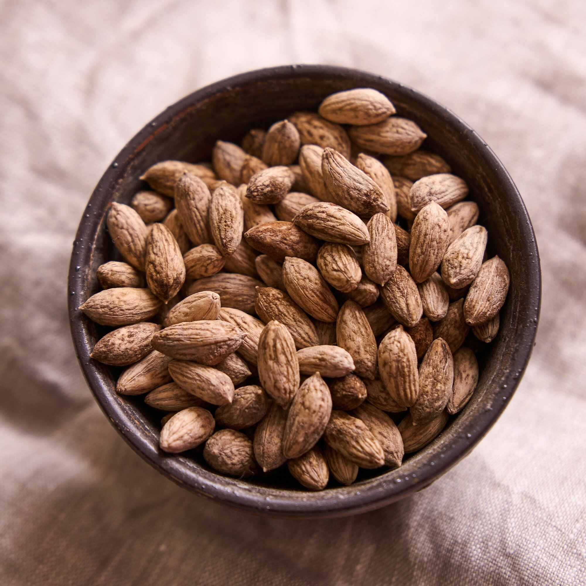 фото Семена Оливы европейской, или Оливкового дерева, подходит для комнатного выращивания, 5 грамм (примерно 10 шт)