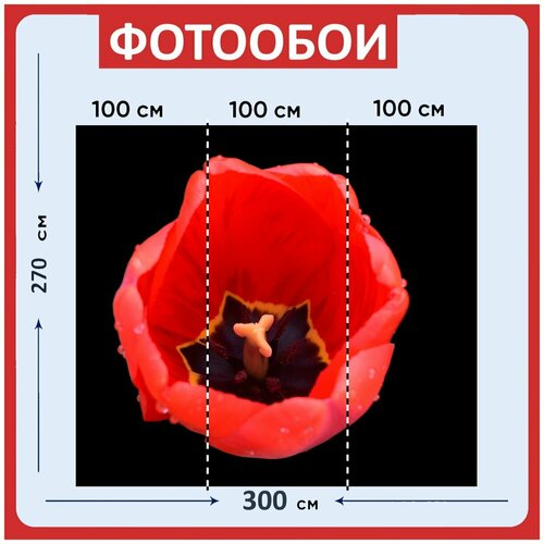 Фотообои Мак цветок красный 300x270 см флизелиновыена стену 3960₽