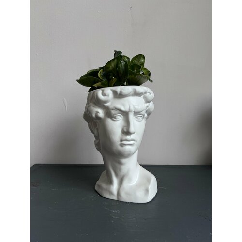 Пеперомия в кашпо Давид