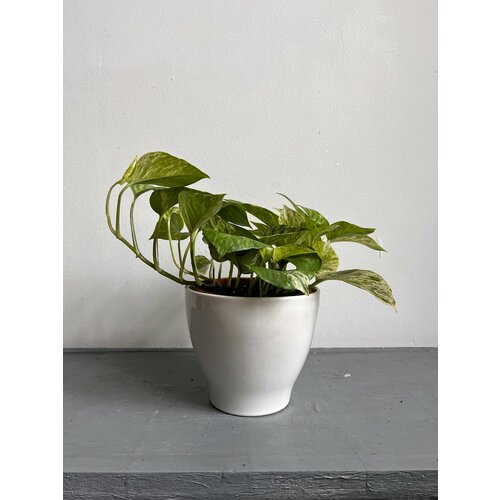 Эпипремнум / сциндапсус марбл в базовом горшке