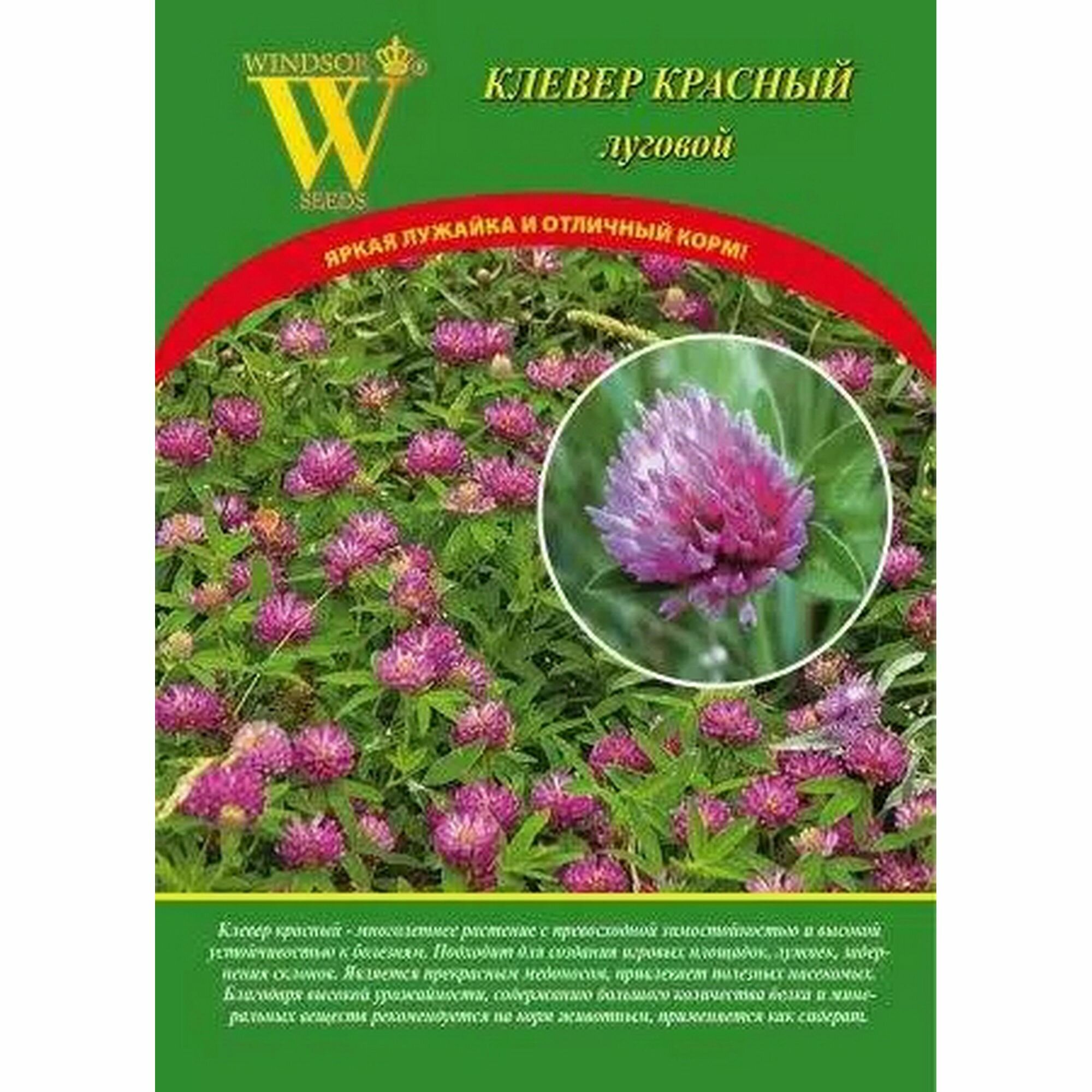 Цветущий газон Клевер Красный луговой Глобал 500 грамм Windsor Seeds Германия