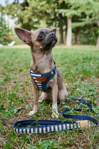 Изображение товара Набор шлейка + поводок Japan Premium Pet Английский стиляга с силиконовой защитой и двойным креплением, размер SS (цвет: синий)