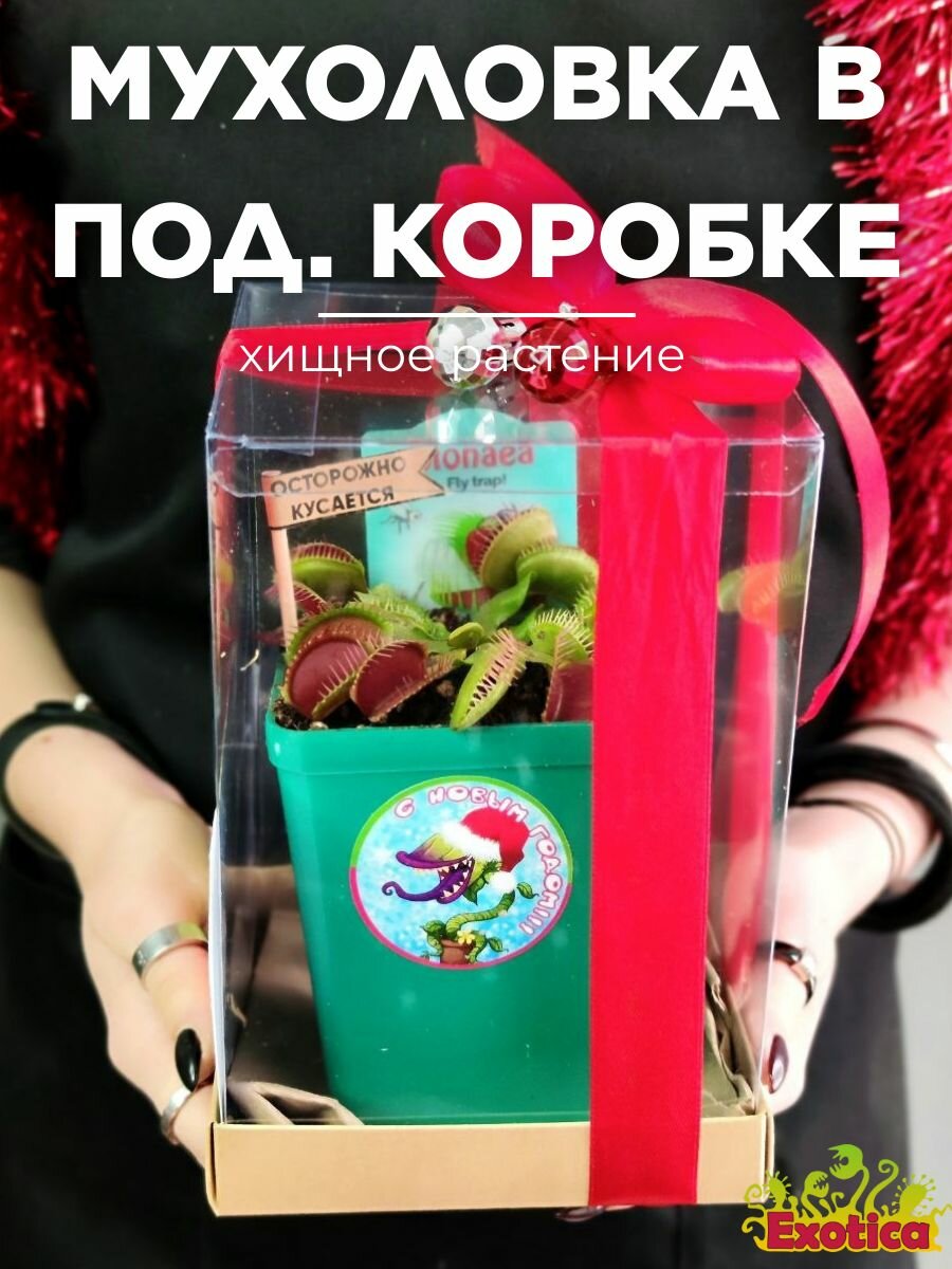 Дионея (Венерина Мухоловка) D10см в подарочной упаковке