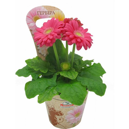 Растение Гербера 20 см D11 см в ассортименте 599₽