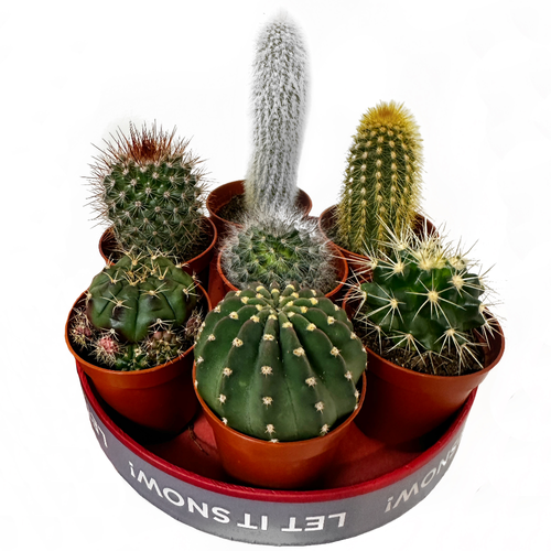 Набор кактусов из 7 штук D-5 3000₽