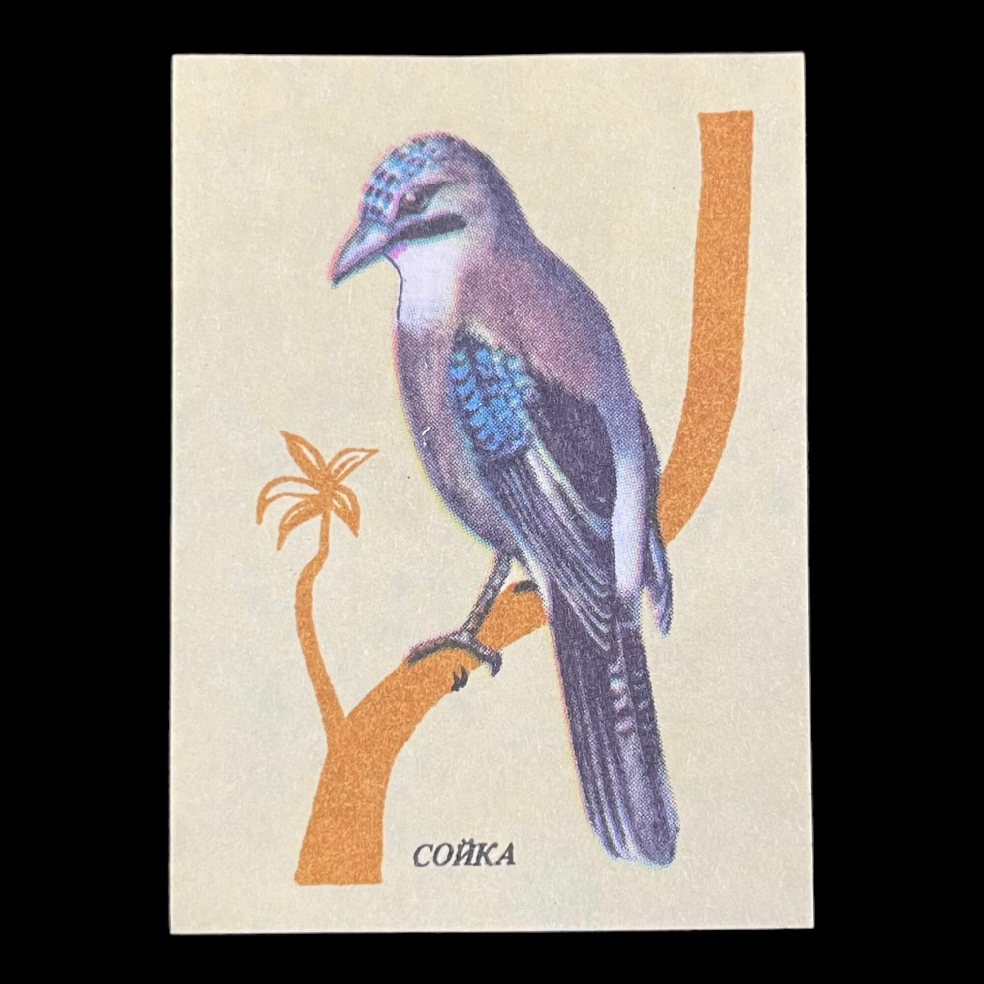 Этикетка от советского спичечного коробка. Певчие птицы. Сойка. Сделано в СССР