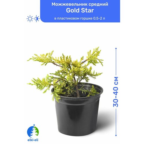 Можжевельник средний Gold Star (Голд Стар) 30-40 см в пластиковом горшке 0,5-2 л, саженец, хвойное живое растение спелов можжевельник средний голд стар 40 60 c3 зкс