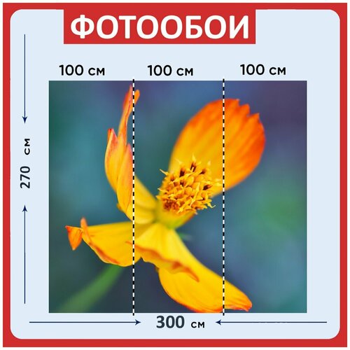 Фотообои Цветок космос оранжевый цветок 300x270 см флизелиновыена стену 3940₽