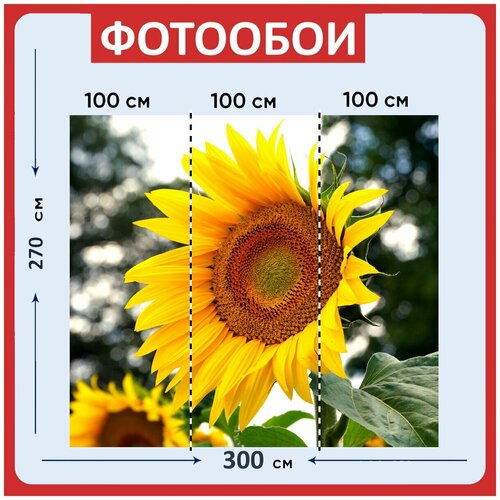 Фотообои Подсолнух желтый цвести 300x270 см флизелиновыена стену 3980₽