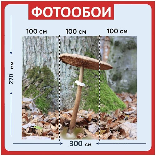 Фотообои Гриб коричневый большой 300x270 см флизелиновыена стену 3950₽