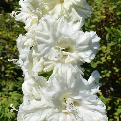 Гладиолус Белый медведь 3 шт луковиц в упаковке 595₽